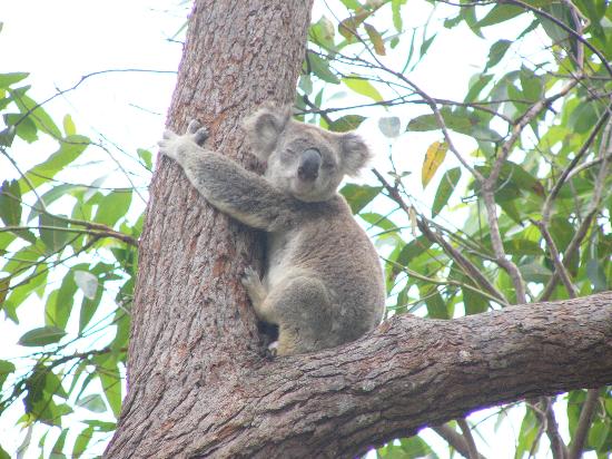 Two Weeks on the East Coast of Oz